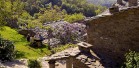 Vista dall'alto glicini viola
