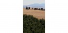 Crete-Senesi006