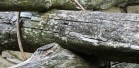IMG_5555
