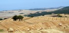 Toscana-per-sito-043